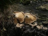 Lentinus strigosus image