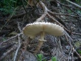 Leucoagaricus nympharum image