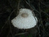 Leucoagaricus nympharum image