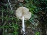 Leucoagaricus nympharum image