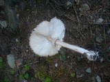 Leucoagaricus nympharum image