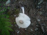 Leucoagaricus nympharum image