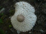 Leucoagaricus nympharum image