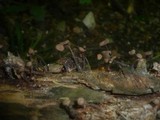 Gymnopus brassicolens var. brassicolens image