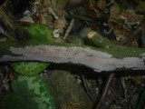 Peniophora lycii image
