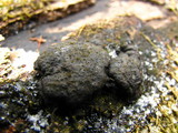 Kretzschmaria deusta image