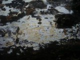 Phanerochaete sordida image
