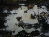 Phanerochaete sordida image