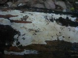 Phanerochaete sordida image