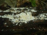Phanerochaete sordida image