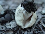 Russula virescens image