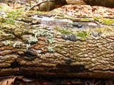 Kretzschmaria deusta image