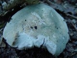 Russula virescens image