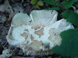 Russula virescens image