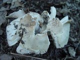 Russula virescens image