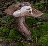 Tylopilus plumbeoviolaceus image