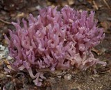 Clavaria zollingeri image