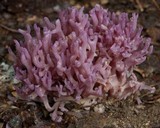 Clavaria zollingeri image