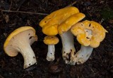 Cantharellus phasmatis image