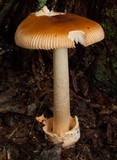 Amanita amerifulva image