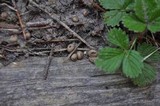 Lycogala epidendrum image