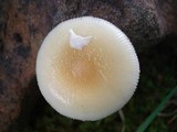 Amanita praecox image