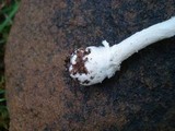 Amanita praecox image
