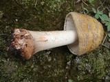 Amanita rubescens var. rubescens image
