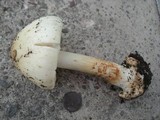 Amanita brunnescens image