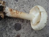 Amanita brunnescens image