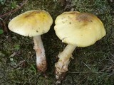 Amanita flavorubens image