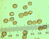 Lactarius piperatus image