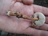 Austroboletus gracilis var. gracilis image