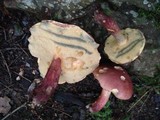 Baorangia bicolor image