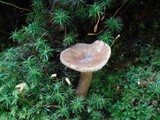 Lactarius gerardii var. gerardii image