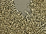 Hemimycena cucullata image