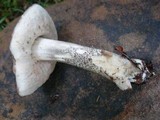 Leccinum snellii image