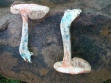 Leccinum snellii image