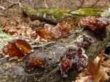 Exidia recisa image