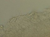 Hemimycena cucullata image