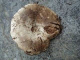 Russula dissimulans image