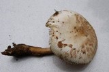 Amanita brunnescens image