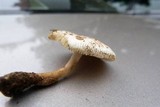 Amanita brunnescens image