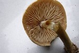 Marasmius nigrodiscus image