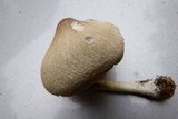 Marasmius nigrodiscus image