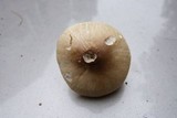 Marasmius nigrodiscus image