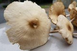 Marasmius nigrodiscus image