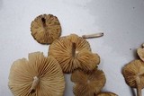 Marasmius nigrodiscus image