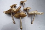 Marasmius nigrodiscus image