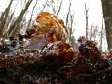 Exidia recisa image